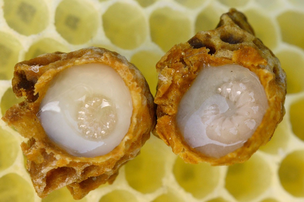 The Royal Jelly Benefits: an Excellent Beauty Elixir